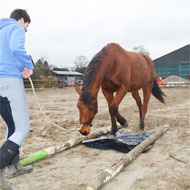 Workshop Schriktraining Paard en Pony Logo