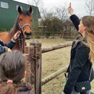 Paardenfeestje Organiseren