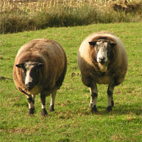 Dag van het Schaap 2016 Datum Programma Openingstijden Sfeerfoto (1) Dag van het Schaap 2016 Datum Programma Openingstijden Sfeerfoto (1)