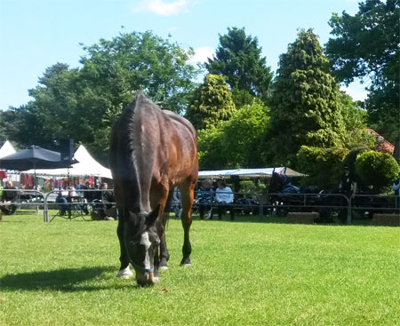 Dag van het Oudere Paard 2016 Datum Openingstijden Sfeerfoto (1) Dag van het Oudere Paard 2016 Datum Openingstijden Sfeerfoto (1)