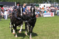 Paardenevenementen 2016 Tips Data en Informatie Logo Paardenevenementen 2016 Tips Data en Informatie Logo